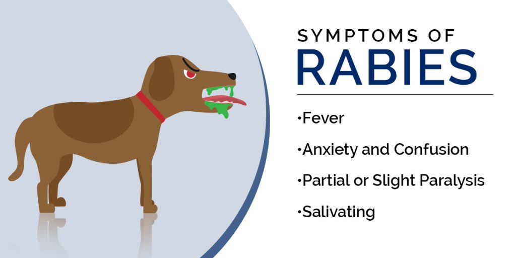 The_Early_Symptoms_of_Rabies-1024x512